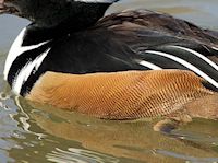 Hooded Merganser (Breast & Body) - pic by Nigel Key